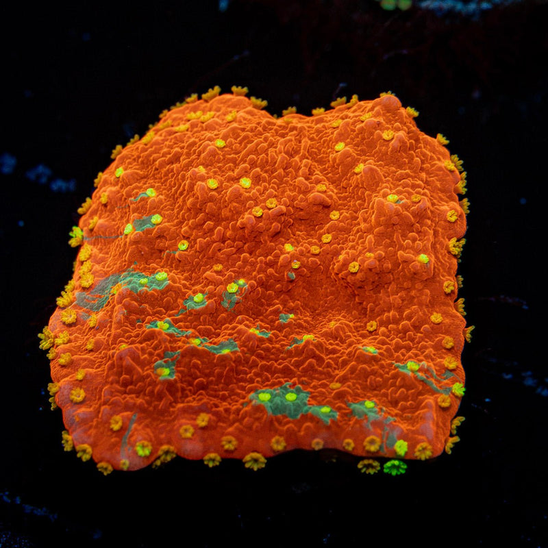 WWC Sunfire Montipora Coral with branching growth in reef aquarium