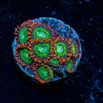 WWC Viridian Zoanthid Coral colony growth in reef aquarium