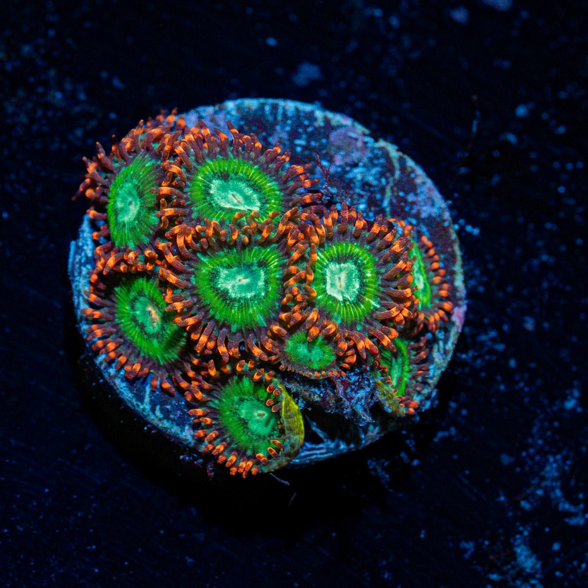 WWC Viridian Zoanthid Coral colony growth in reef aquarium