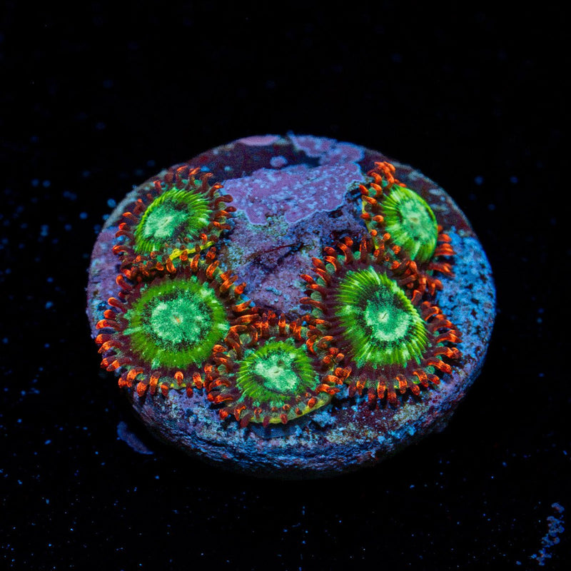 WWC Viridian Zoanthid Coral colony growth in reef aquarium
