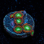 WWC Viridian Zoanthids colony growth in reef aquarium