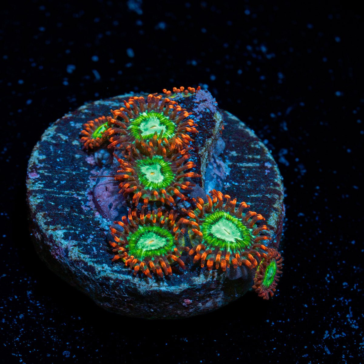 WWC Viridian Zoanthids colony growth in reef aquarium