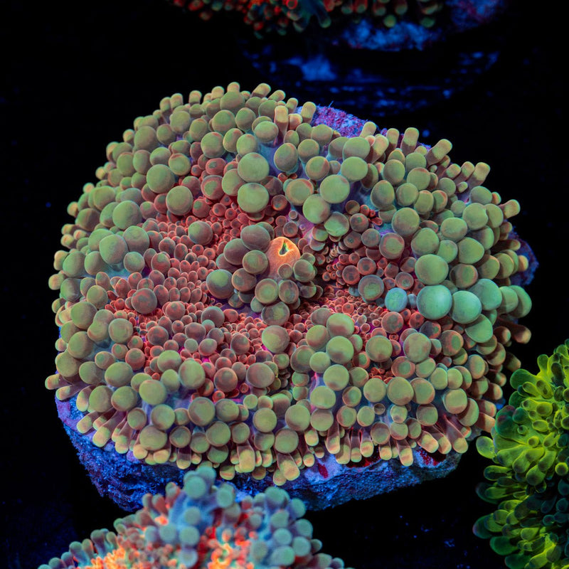 Magmaton Yuma Mushroom Coral with mushroom disc in reef aquarium