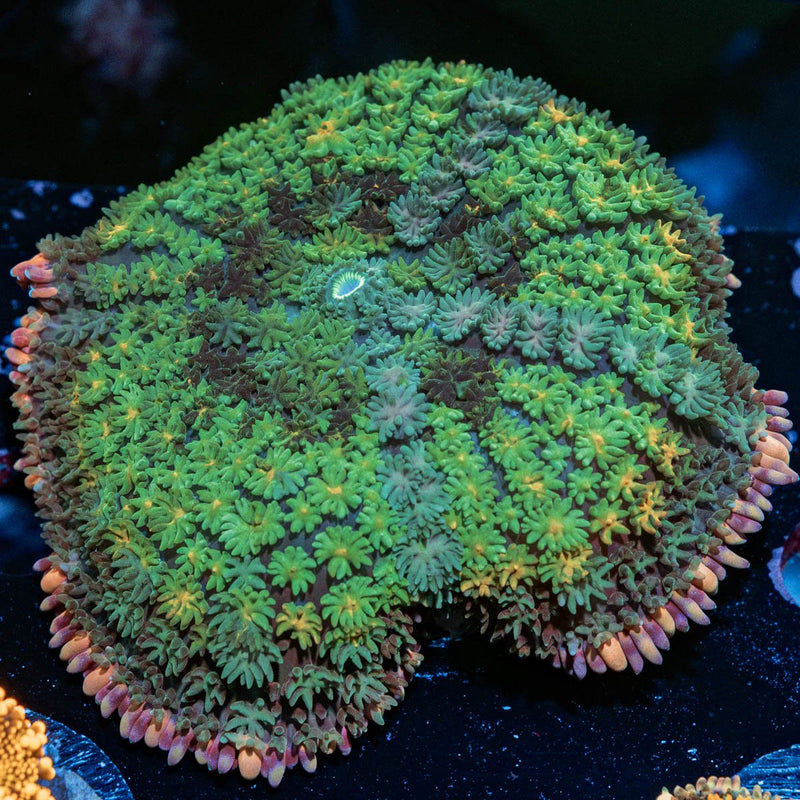 XL Rainbow Frankenstein Mushroom