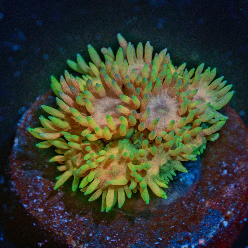 Yellow goniopora coral with flower-like polyps in reef aquarium