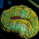Yellow Indophyllia Coral with fleshy open polyp in reef aquarium