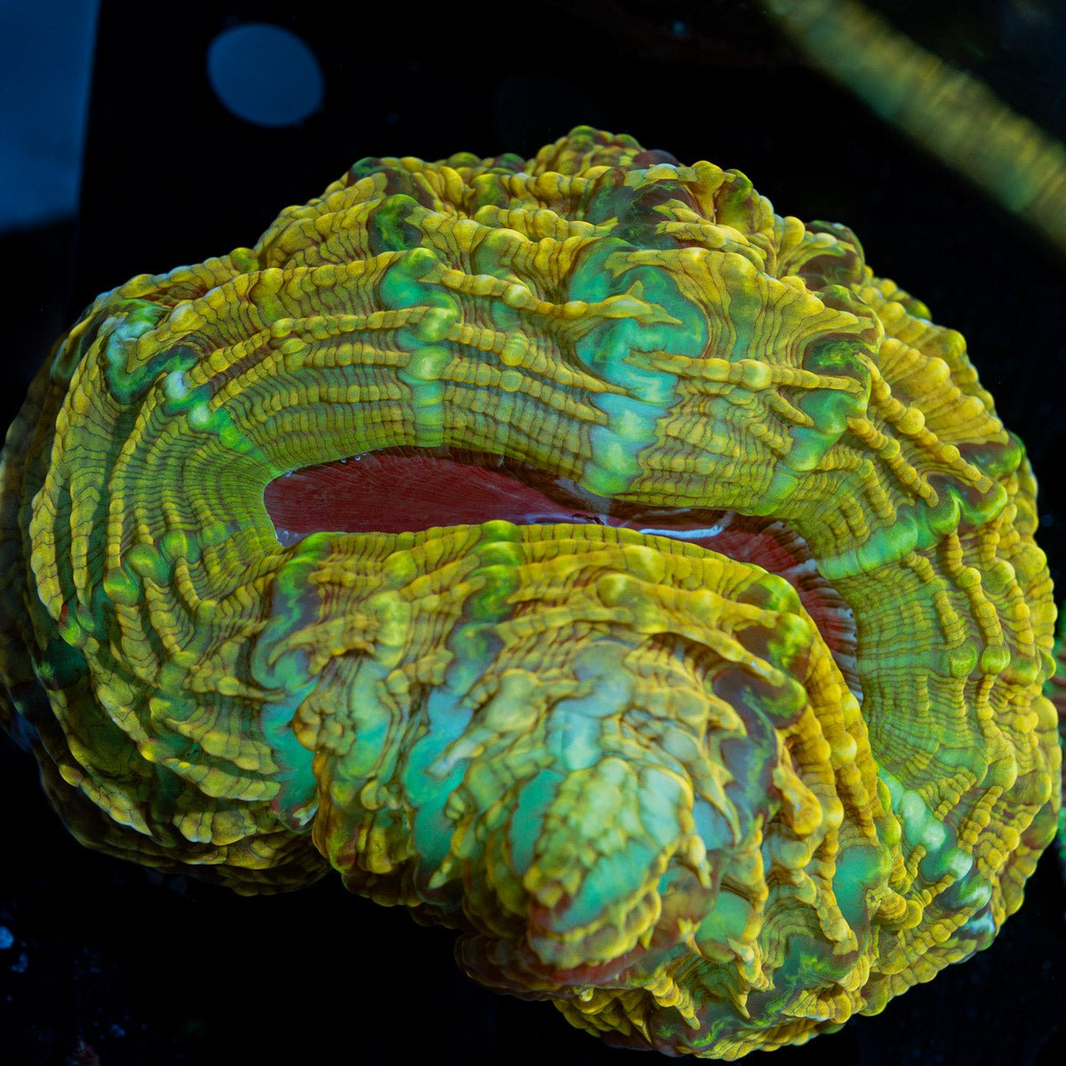 Yellow Indophyllia Coral with fleshy open polyp in reef aquarium