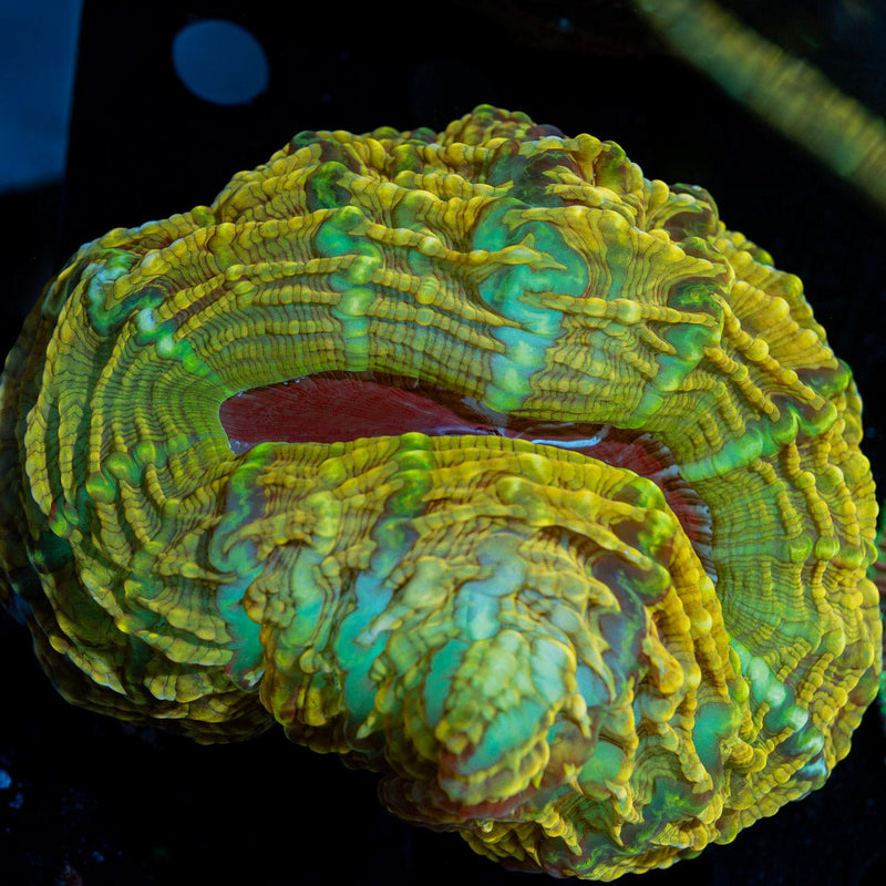 Yellow Indophyllia Coral with fleshy open polyp in reef aquarium