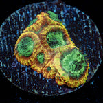 Yellow Submarine Favia coral with encrusting growth in reef aquarium