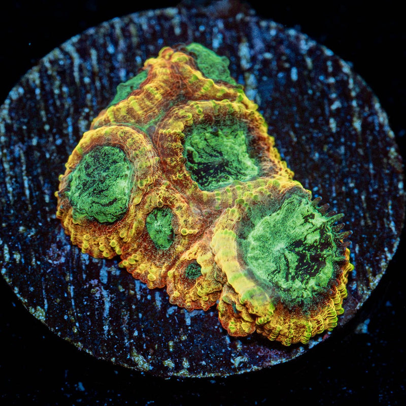 Yellow Submarine Favia Coral