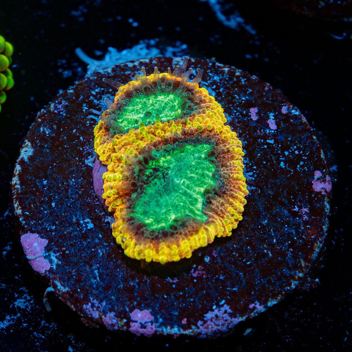 Yellow Submarine Favia Coral with encrusting growth in reef aquarium