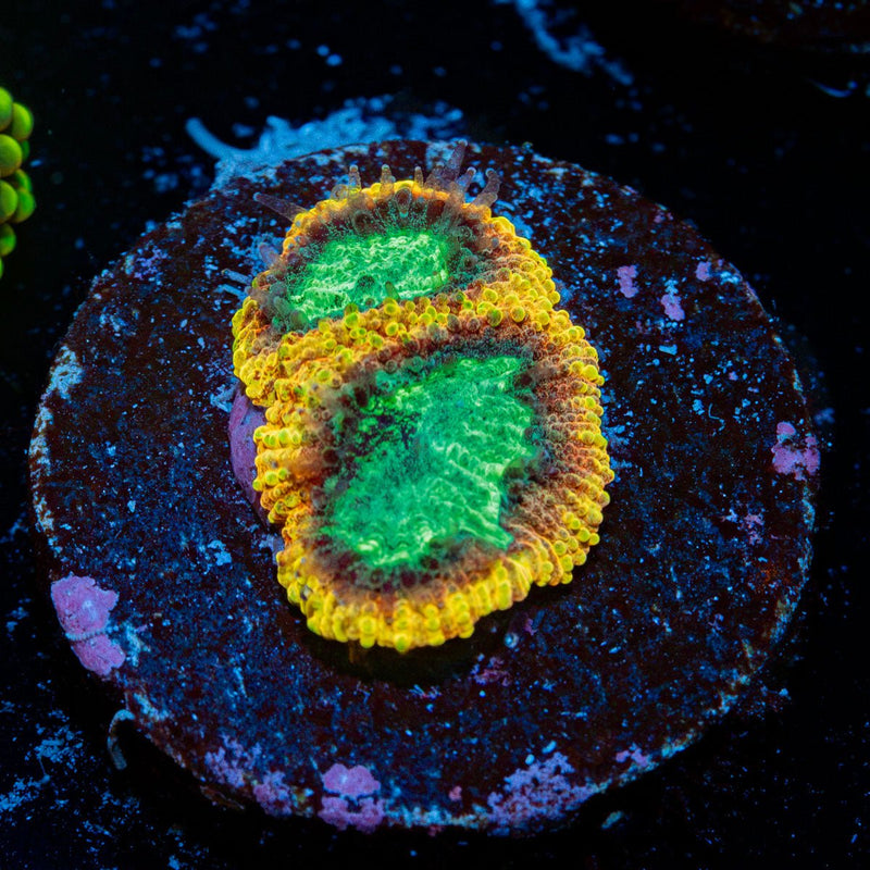 Yellow Submarine Favia Coral with encrusting growth in reef aquarium