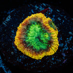 Yellow Submarine Favia Coral with encrusting growth in reef aquarium