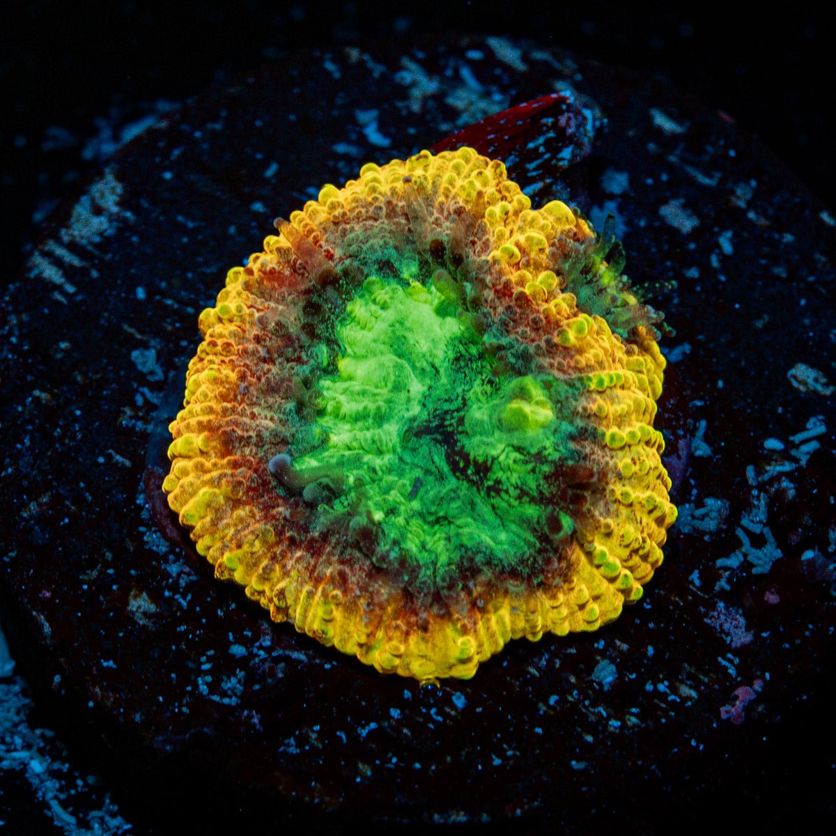 Yellow Submarine Favia Coral with encrusting growth in reef aquarium