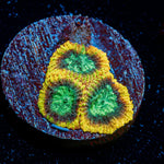 Yellow Submarine Favia Coral with encrusting growth in reef aquarium