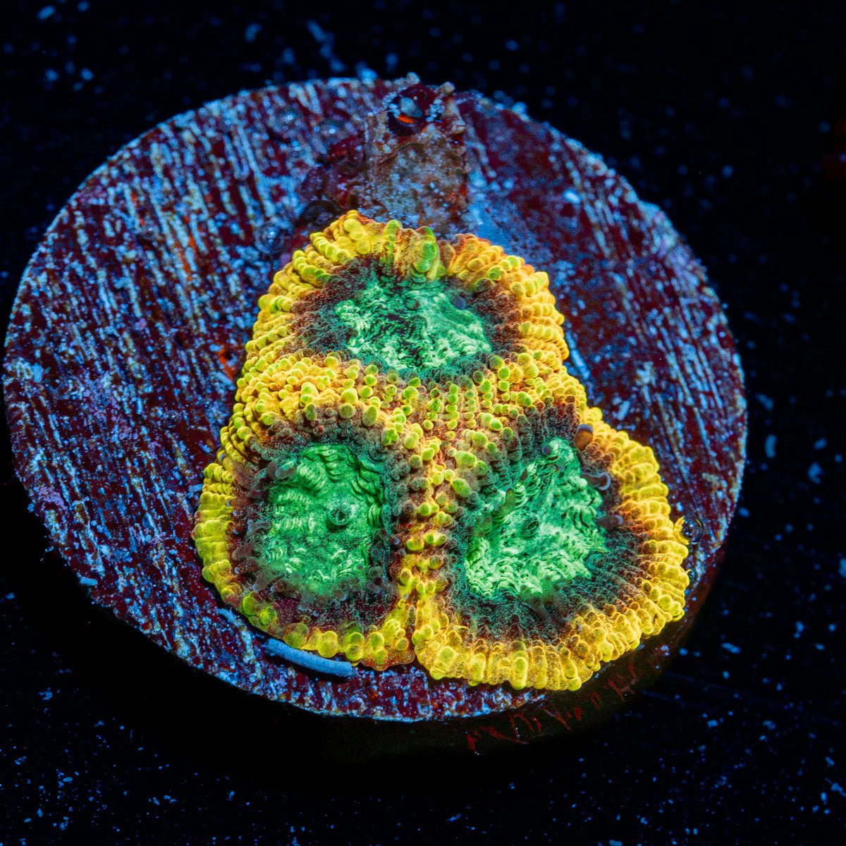 Yellow Submarine Favia Coral with encrusting growth in reef aquarium