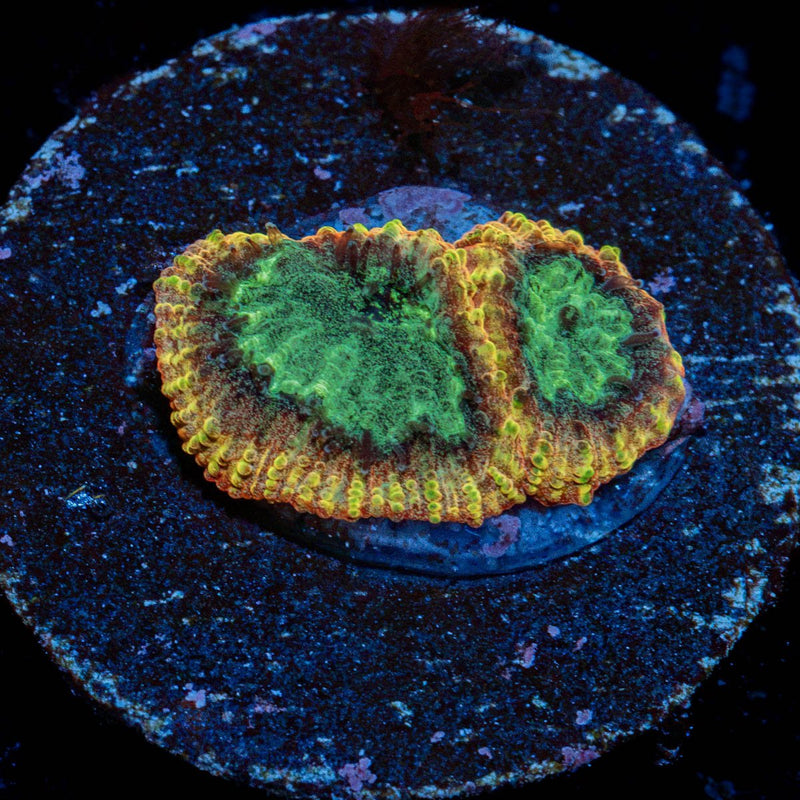 Yellow Submarine Favia Coral with encrusting growth in reef aquarium