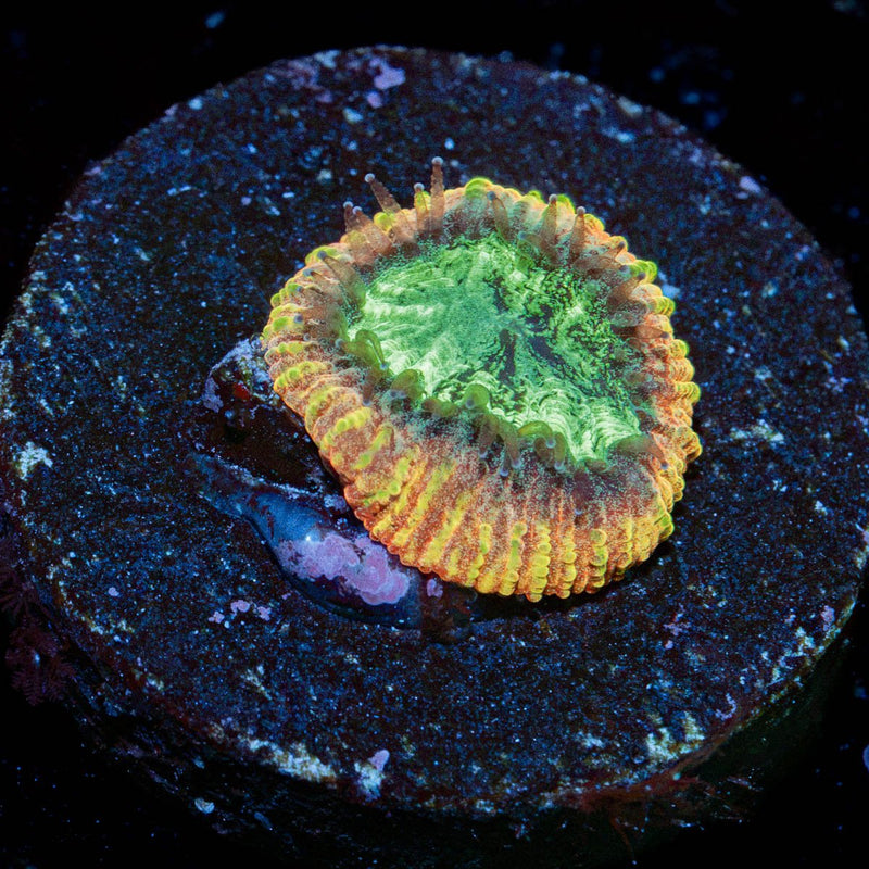 Yellow Submarine Favia Coral with encrusting growth in reef aquarium