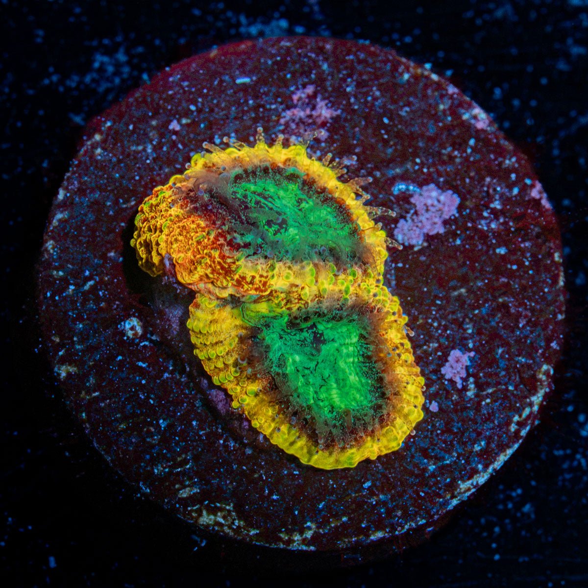 Yellow Submarine Favia with encrusting growth in reef aquarium