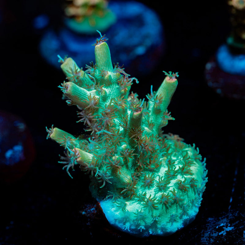 Yoda Acropora Coral with branching growth in reef aquarium