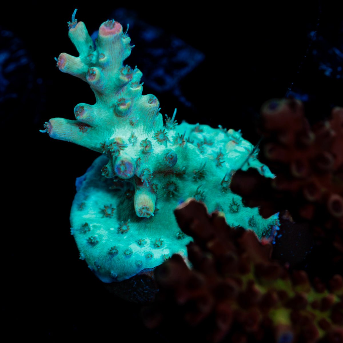 Yoda Acropora Coral with branching growth in reef aquarium