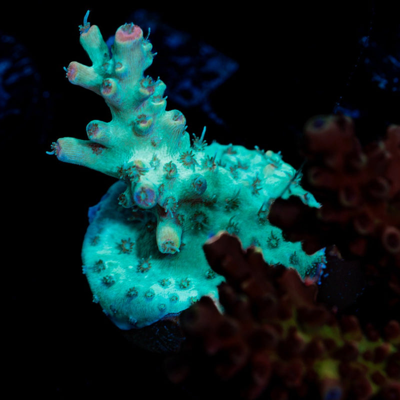 Yoda Acropora Coral with branching growth in reef aquarium