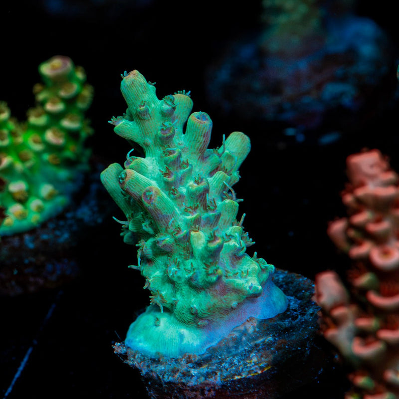 Yoda Acropora Coral with branching growth in reef aquarium