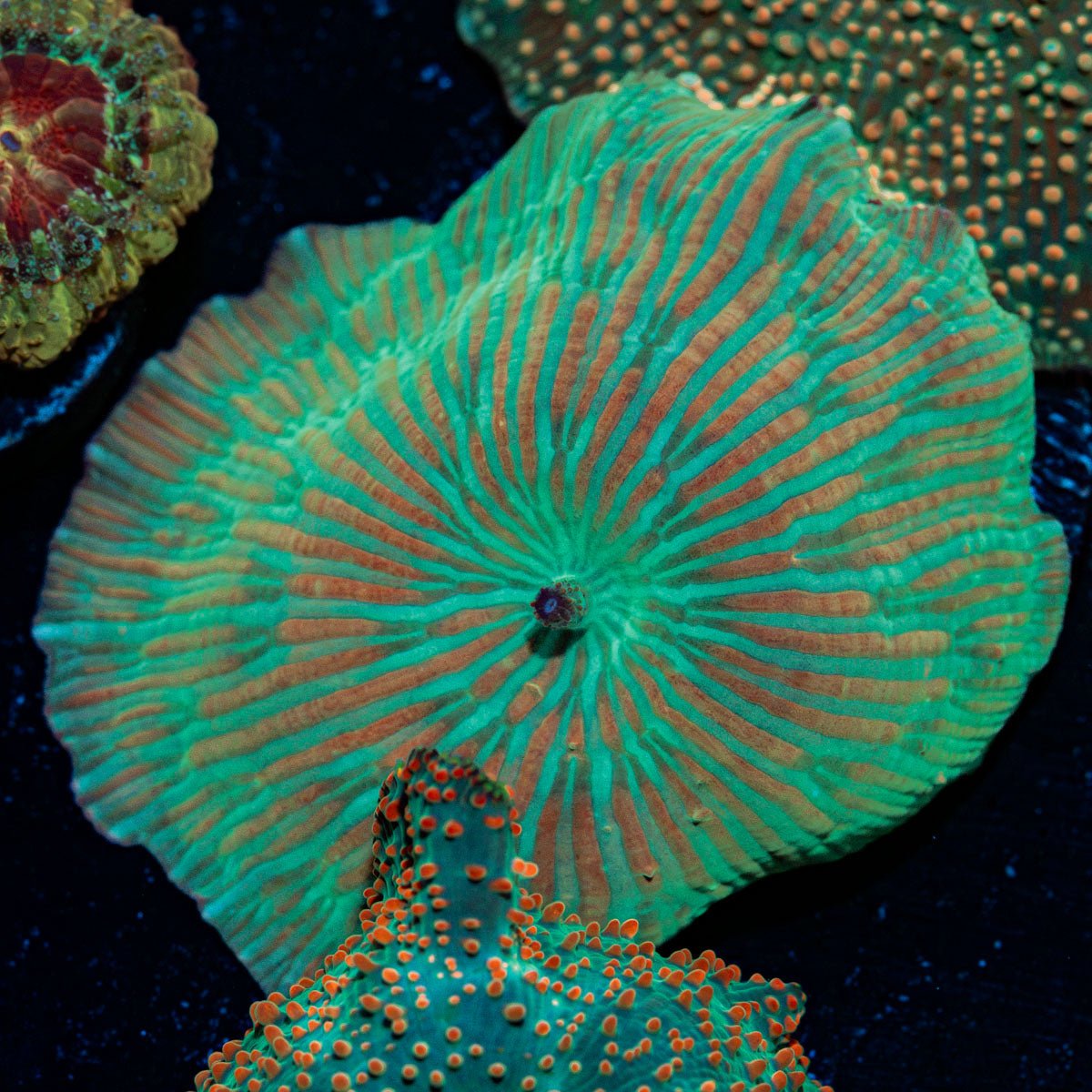 Zebra Mushroom Coral with distinct mushroom disc in reef aquarium