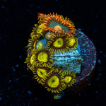 Zoanthid Combo showcasing colony growth in reef aquarium