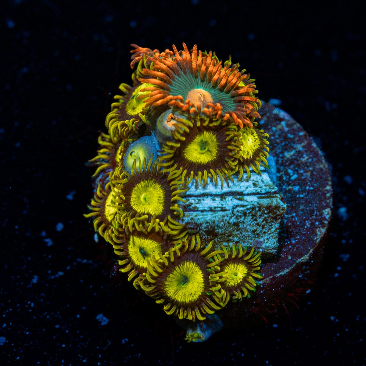 Zoanthid Combo showcasing colony growth in reef aquarium