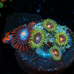 Zoanthid combo showcasing colony growth in reef aquarium