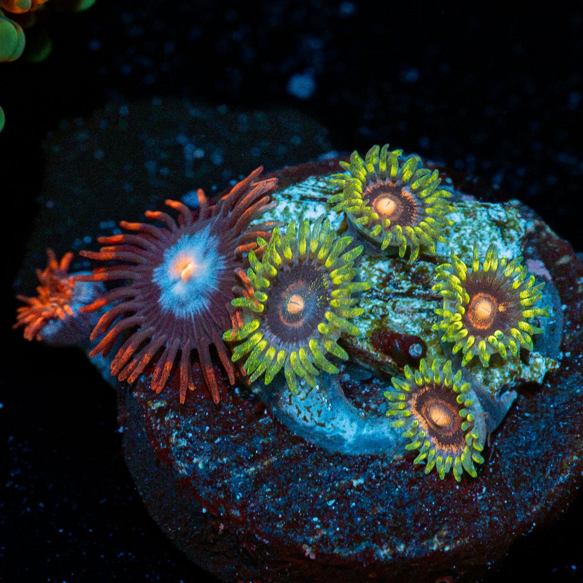 Zoanthid combo showcasing colony growth in reef aquarium
