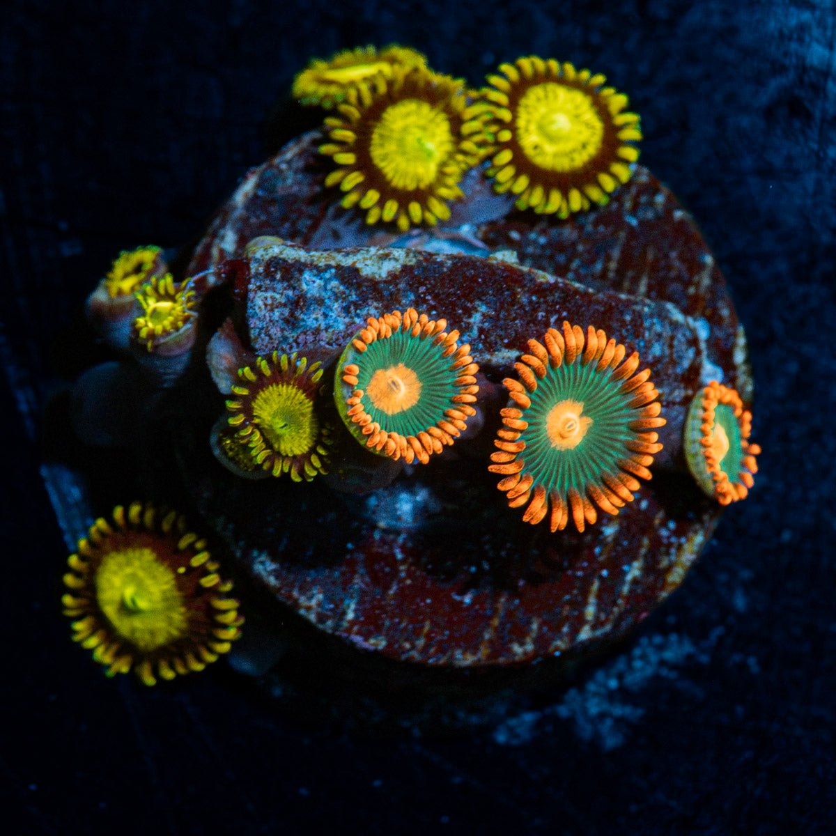 Zoanthid Combo Coral with colony growth in reef aquarium