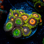 Zoanthid Combo Coral colony growth in reef aquarium