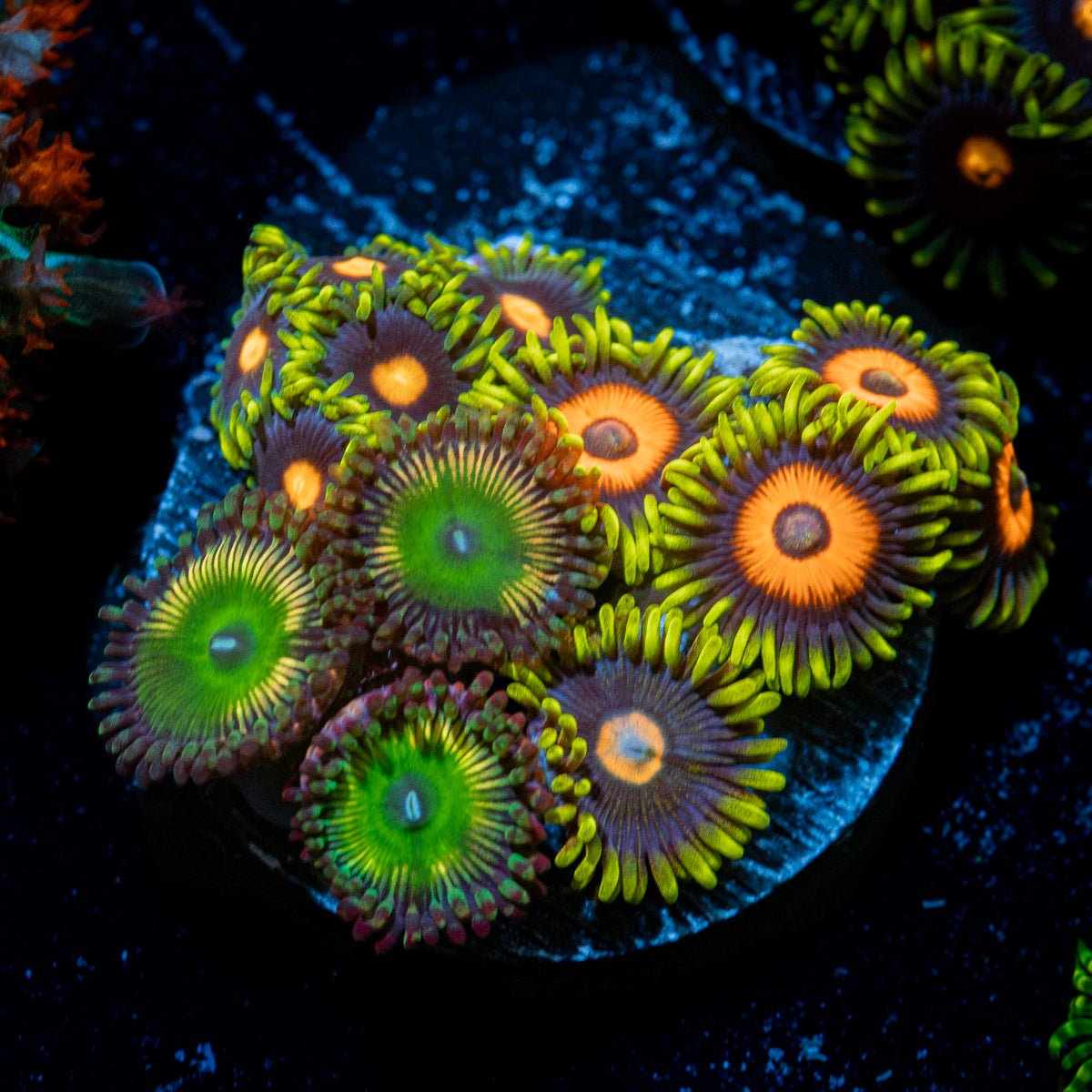 Zoanthid Combo Coral colony growth in reef aquarium
