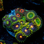 Zoanthid Combo Coral colony growth in reef aquarium