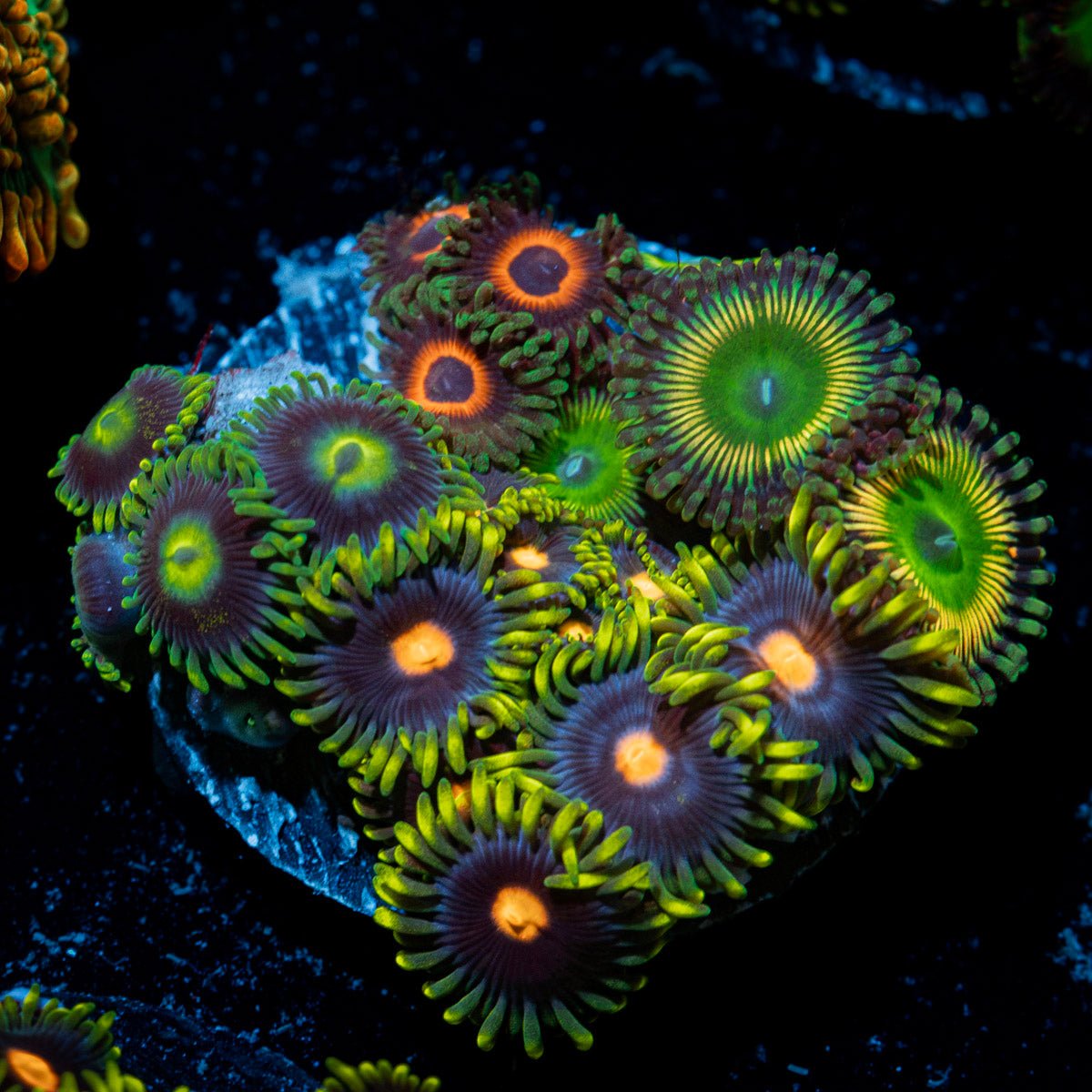 Zoanthid Combo Coral colony growth in reef aquarium