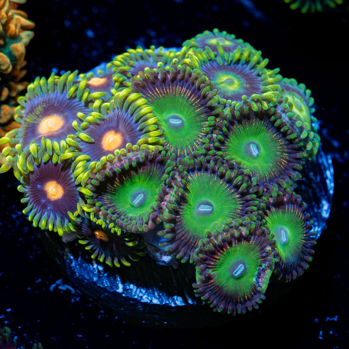 Zoanthid Combo Coral showcasing colony growth in reef aquarium