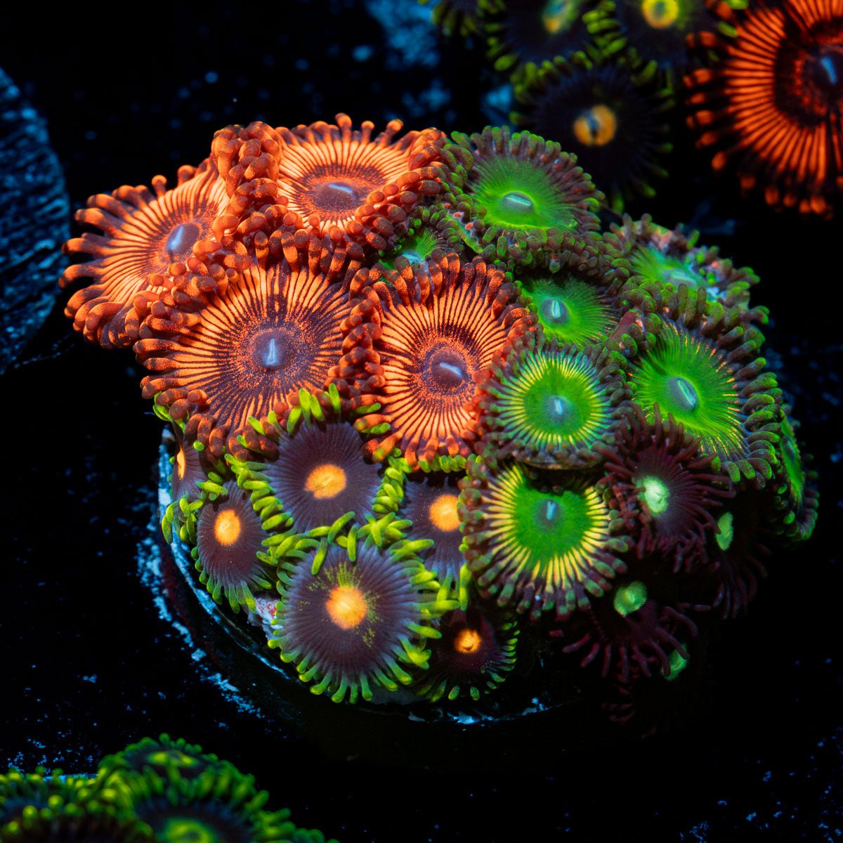Zoanthid Combo Coral colony growth in reef aquarium