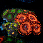 Zoanthid Combo Coral with colony growth in reef aquarium