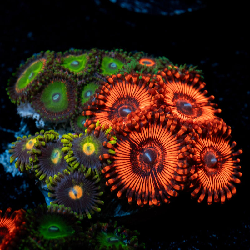 Zoanthid Combo Coral with colony growth in reef aquarium