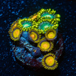 Zoanthid Combo Coral with colony growth in reef aquarium