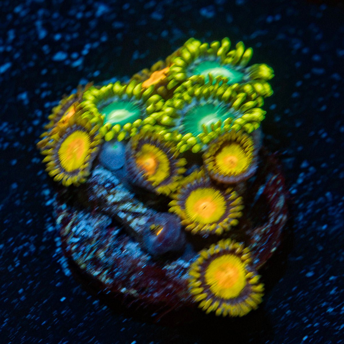 Zoanthid Combo Coral with colony growth in reef aquarium