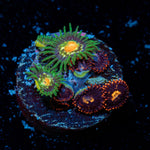 Zoanthid Combo Coral with colony growth in reef aquarium