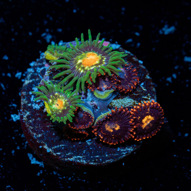 Zoanthid Combo Coral with colony growth in reef aquarium
