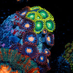 Zoanthid Combo Coral with colony growth in reef aquarium