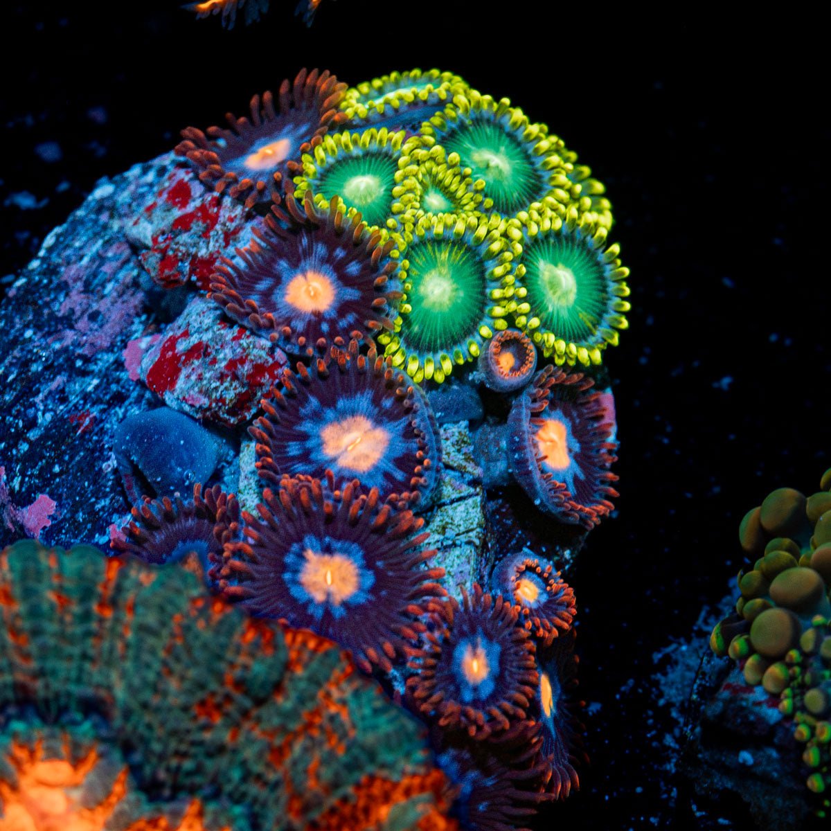 Zoanthid Combo Coral with colony growth in reef aquarium