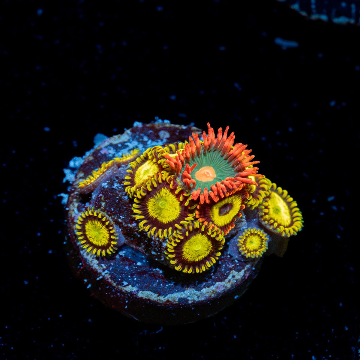 Zoanthid Combo Coral showcasing colony growth in reef aquarium