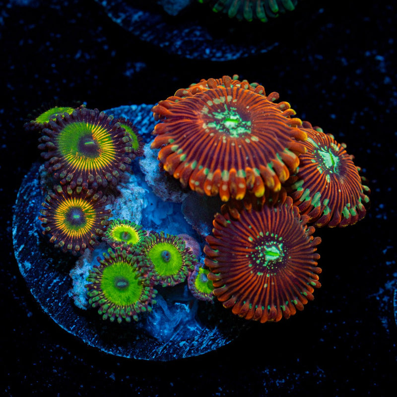 Zoanthid Combo with colony growth in reef aquarium