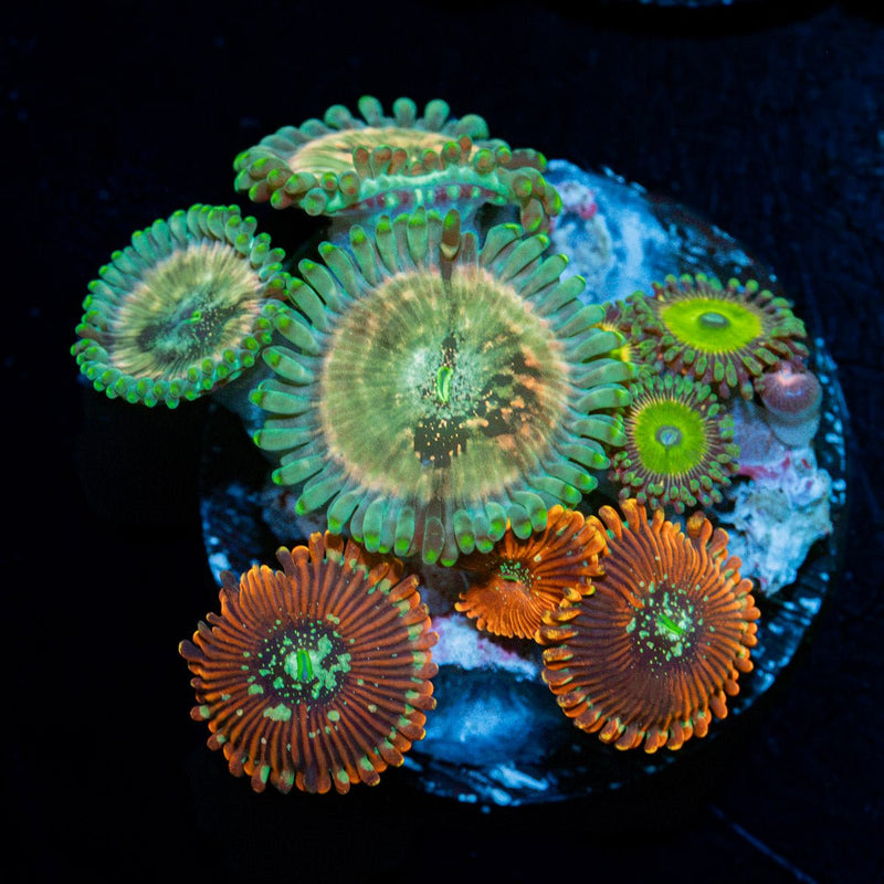 Zoanthid Combo showcasing colony growth in reef aquarium environment